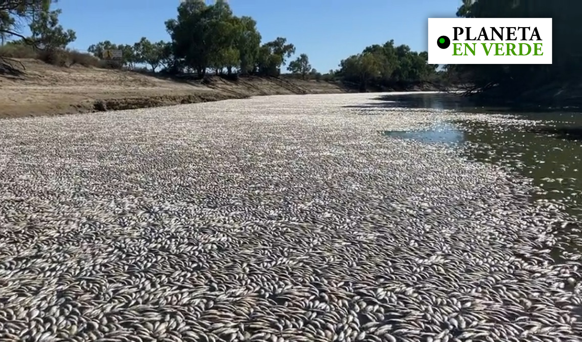 Ola de calor genera muerte de millones de peces en río australiano