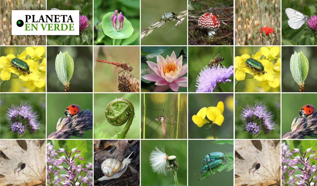 Las principales causas de la pérdida de biodiversidad Planeta en Verde