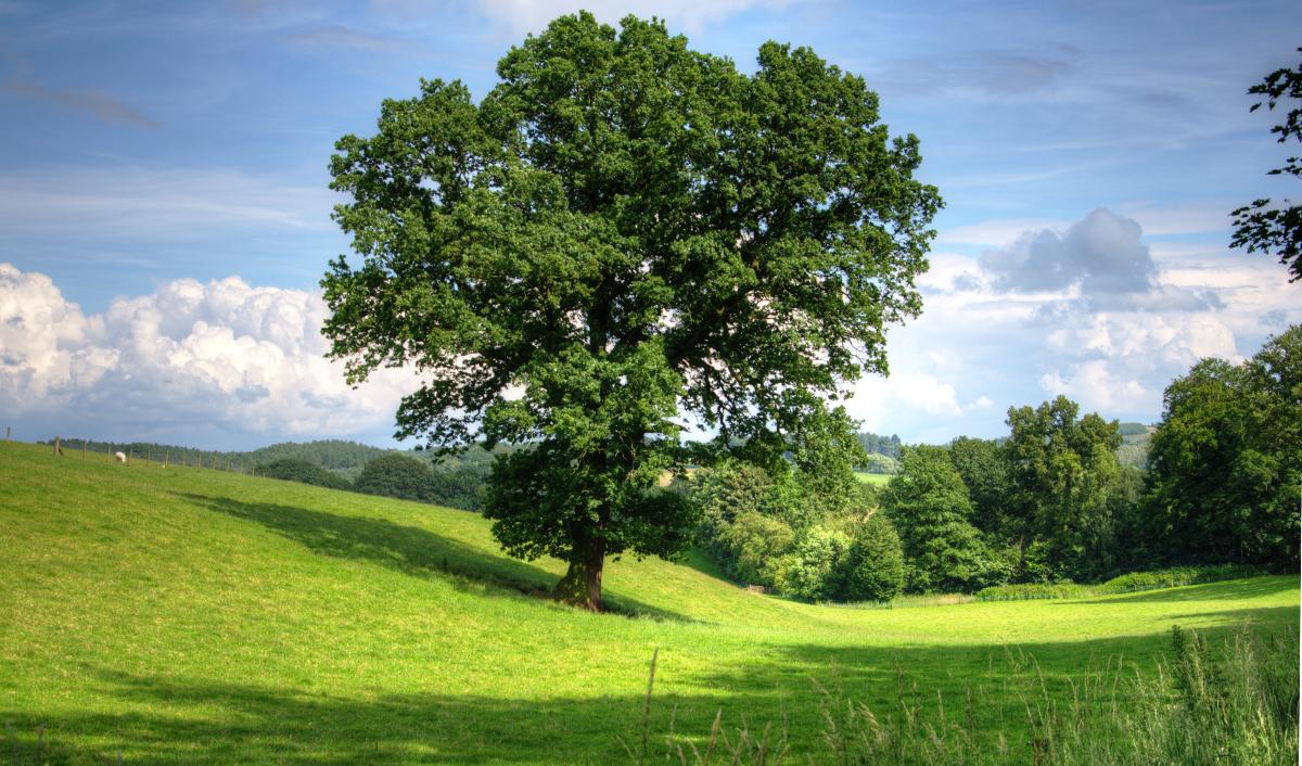 Árboles genéticamente modificados para combatir el cambio climático |  Planeta en Verde