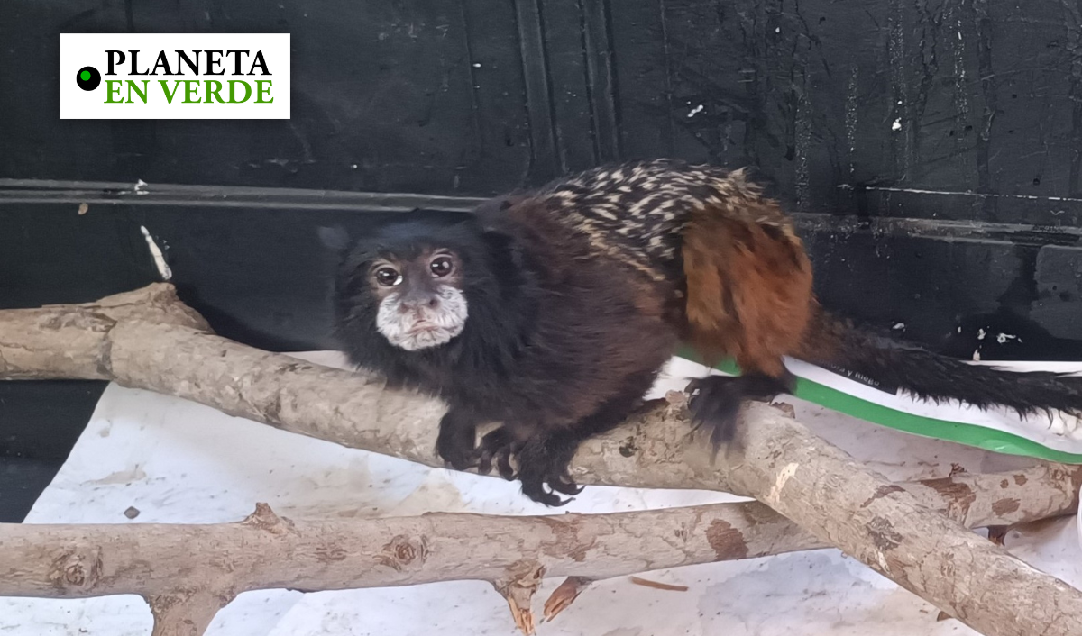 Áncash: SERFOR rescata mono machín blanco que se encontraba amarrado en el  techo de una vivienda - Noticias - Servicio Nacional Forestal y de Fauna  Silvestre - Plataforma del Estado Peruano