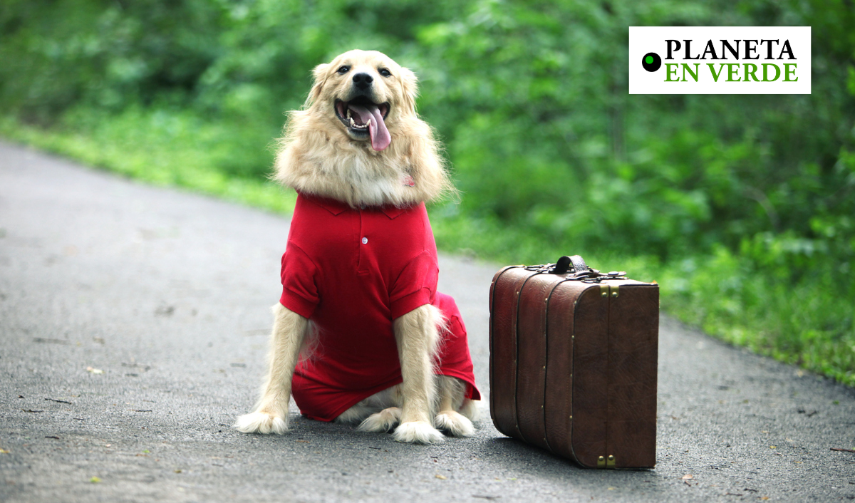 Cinco Consejos Que Debes Tener En Cuenta Si Piensas Salir De Viaje Con Tu Mascota Planeta En Verde 3572