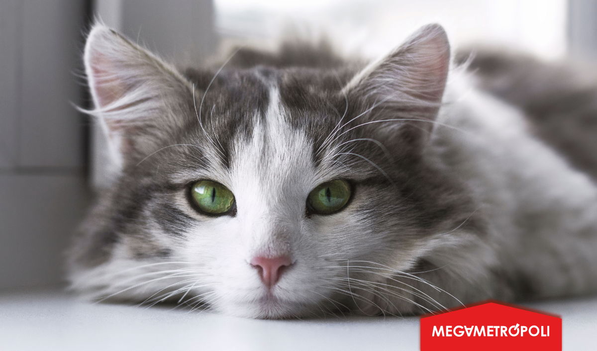 Día Internacional del Gato: cuatro enfermedades que pueden afectar a tu mascota Día Internacional del Gato: cuatro enfermedades que pueden afectar a tu mascota