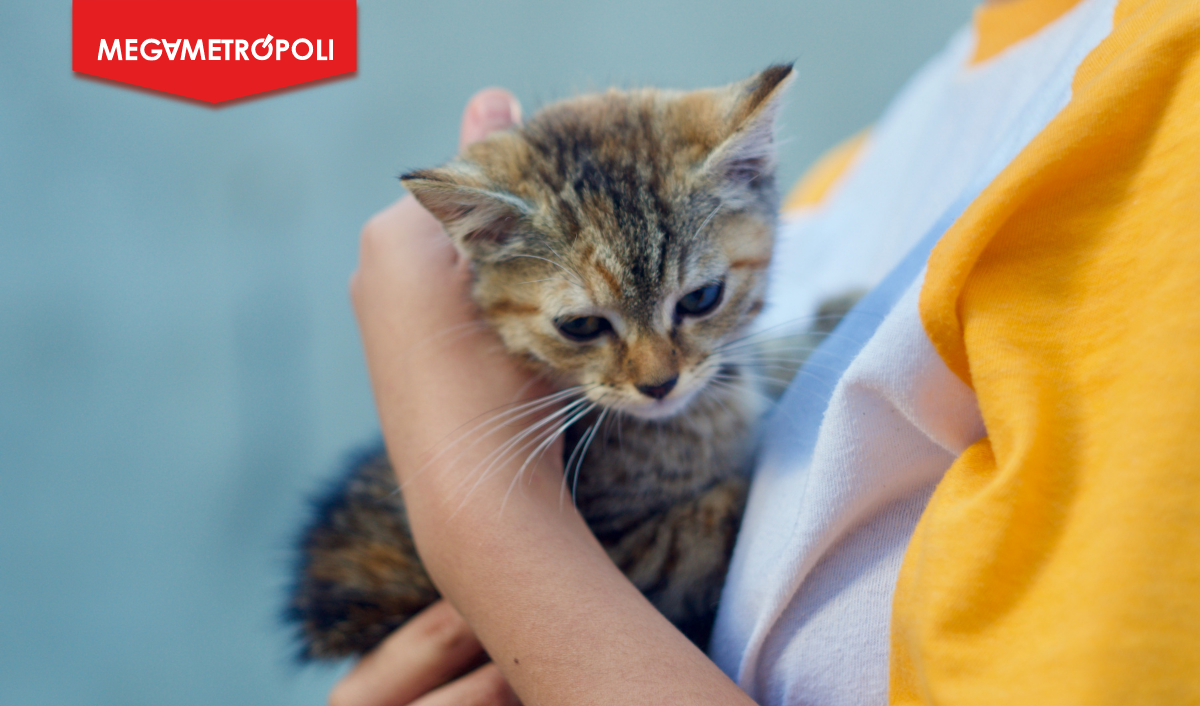 Miraflores invita al Gato Fest Kennedy que promover&aacute; adopciones de &lsquo;michis&rsquo; y presentar&aacute; sorpresas para catlovers