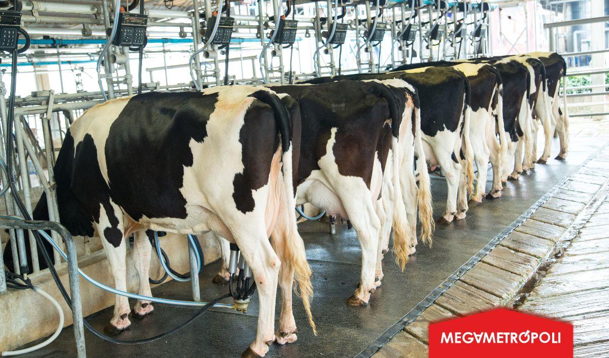 MSD Animal Health lanza en Perú la línea de Sistema Inteligente de Ordeño y Monitoreo de Animales, que permitirá mejorar los parámetros productivos y reproductivos en la industria láctea MSD Animal Health lanza en Perú la línea de Sistema Inteligente de Ordeño y Monitoreo de Animales, que permitirá mejorar los parámetros productivos y reproductivos en la industria láctea