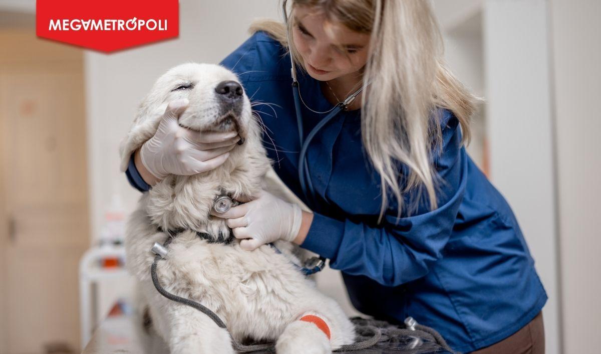 Desparasitación, limpieza de oídos y “paticure” gratis para tu mascota este viernes 15 en Miraflores Desparasitación, limpieza de oídos y “paticure” gratis para tu mascota este viernes 15 en Miraflores