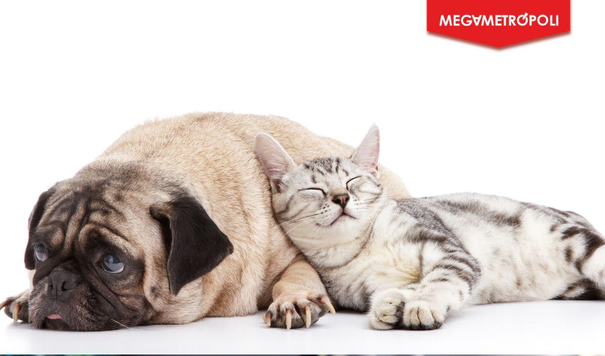 Día Mundial de la Diabetes: la importancia de su detección y tratamiento en perros y gatos Día Mundial de la Diabetes: la importancia de su detección y tratamiento en perros y gatos