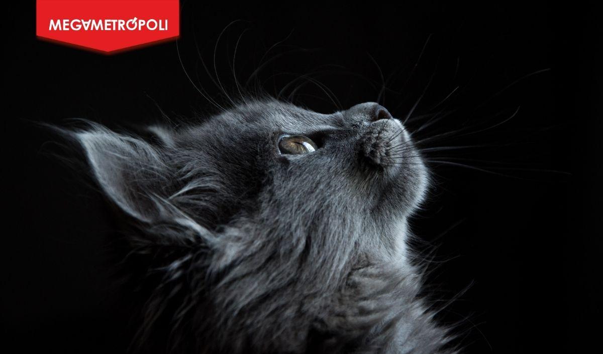 Día del Gato: tres consejos para combatir la leucemia felina Día del Gato: tres consejos para combatir la leucemia felina