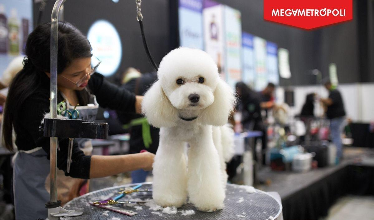 Chile: Expo Mascotas & Animales vuelve con fuerte foco social en duod&eacute;cima versi&oacute;n