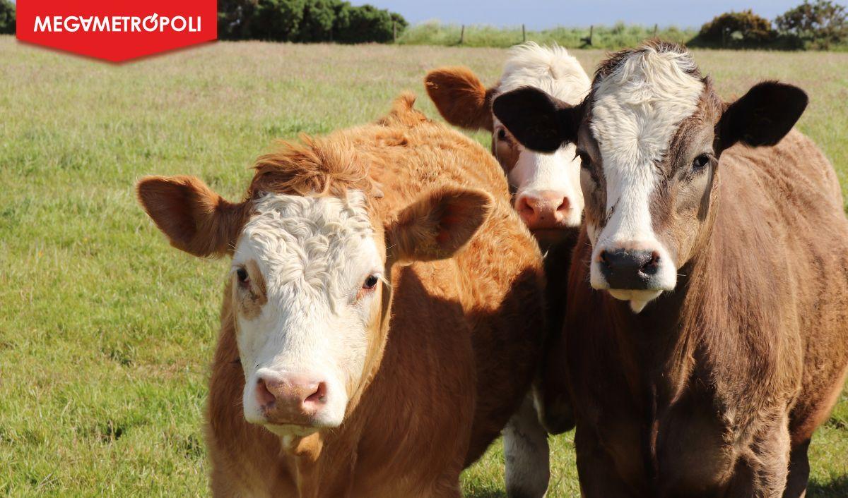 Tres consejos para mejorar la trazabilidad alimentaria en la industria ganadera