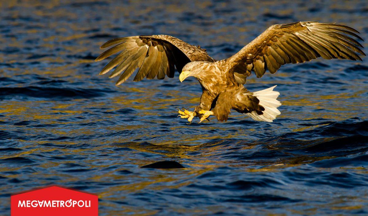 ¡El águila de cola blanca regresa a Bélgica después de 500 años! ¡El águila de cola blanca regresa a Bélgica después de 500 años!