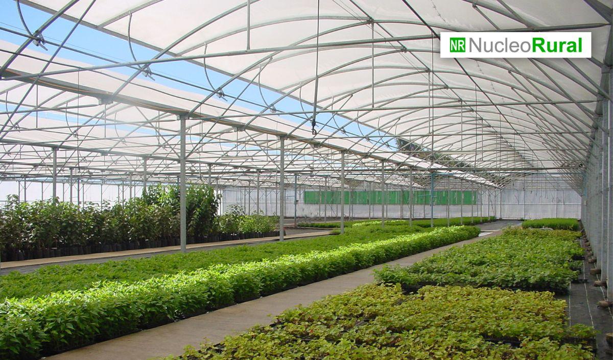 Chile afianza su liderazgo en la exportación de plantas Chile afianza su liderazgo en la exportación de plantas