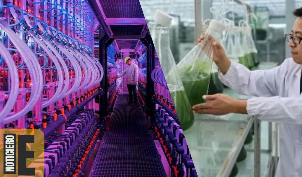 Granja futurista de Islandia produce microalgas con energía geotérmica Granja futurista de Islandia produce microalgas con energía geotérmica