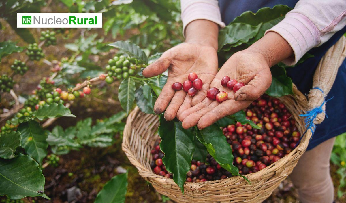 México impulsa renovación de cafetales con nuevo programa México impulsa renovación de cafetales con nuevo programa