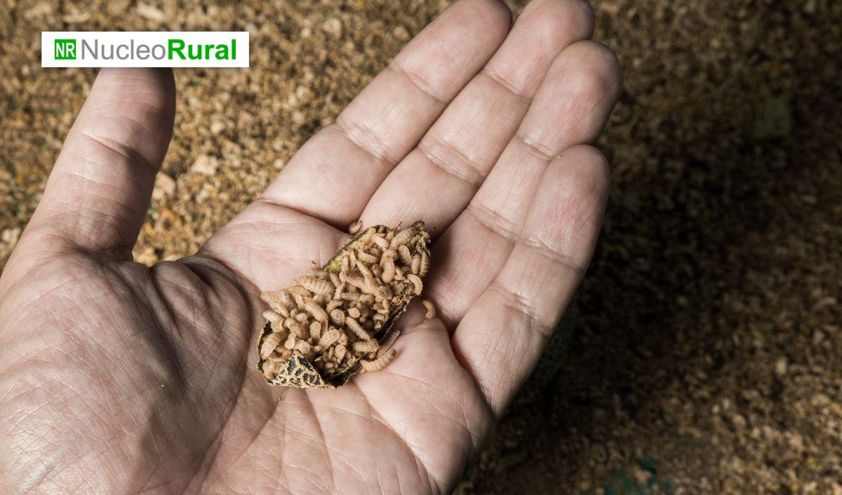 Chile convierte desechos orgánicos en productos agroindustriales Chile convierte desechos orgánicos en productos agroindustriales