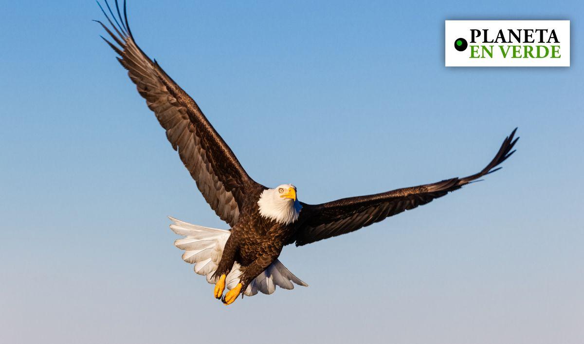 Cinco especies que han sobrevivido gracias a los esfuerzos de conservación Cinco especies que han sobrevivido gracias a los esfuerzos de conservación