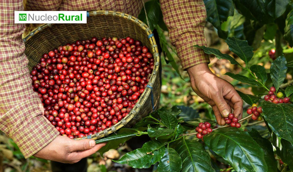 Top 5 de los países que dominan la producción global de café Top 5 de los países que dominan la producción global de café