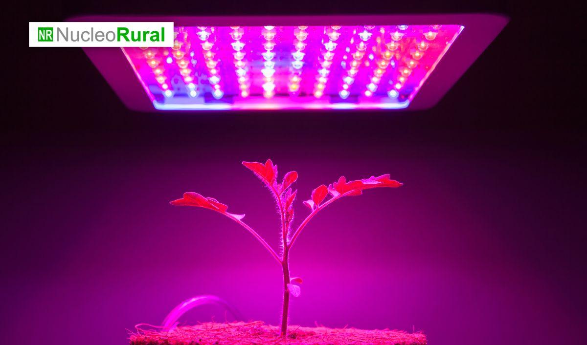 La tecnología LED impulsa cultivos sin estaciones La tecnología LED impulsa cultivos sin estaciones