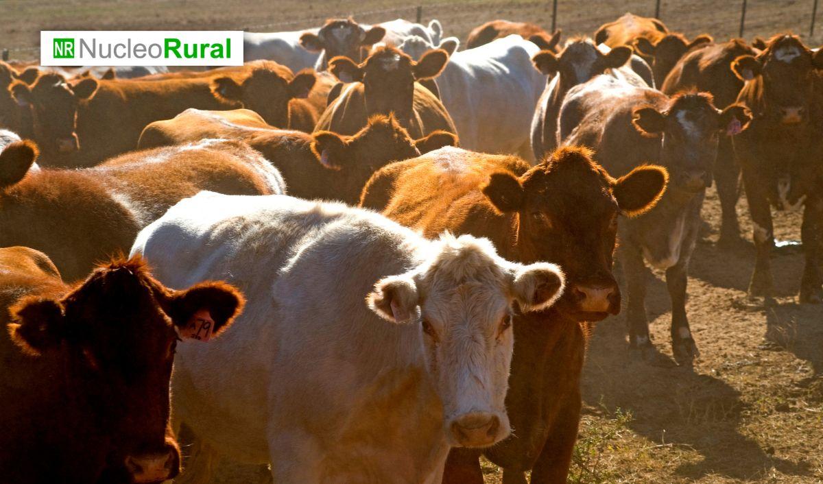 M&eacute;xico y EE.UU. refuerzan control contra plaga ganadera