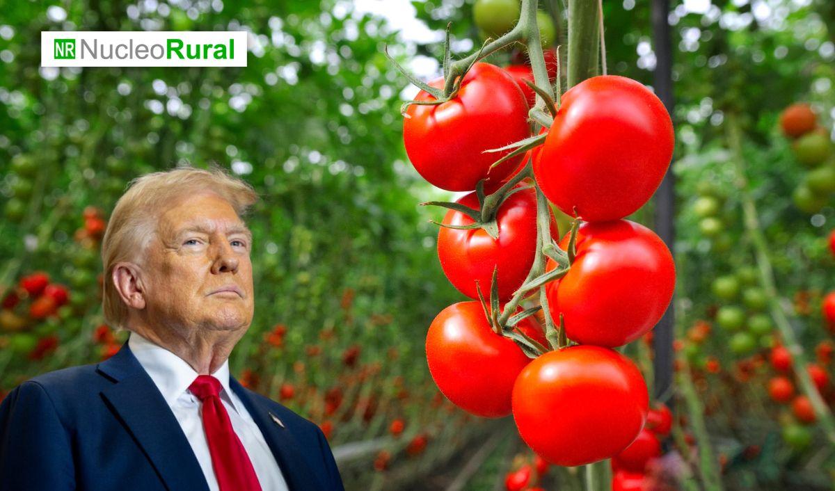 EE.UU. impone arancel de m&aacute;s del 20 % al tomate mexicano