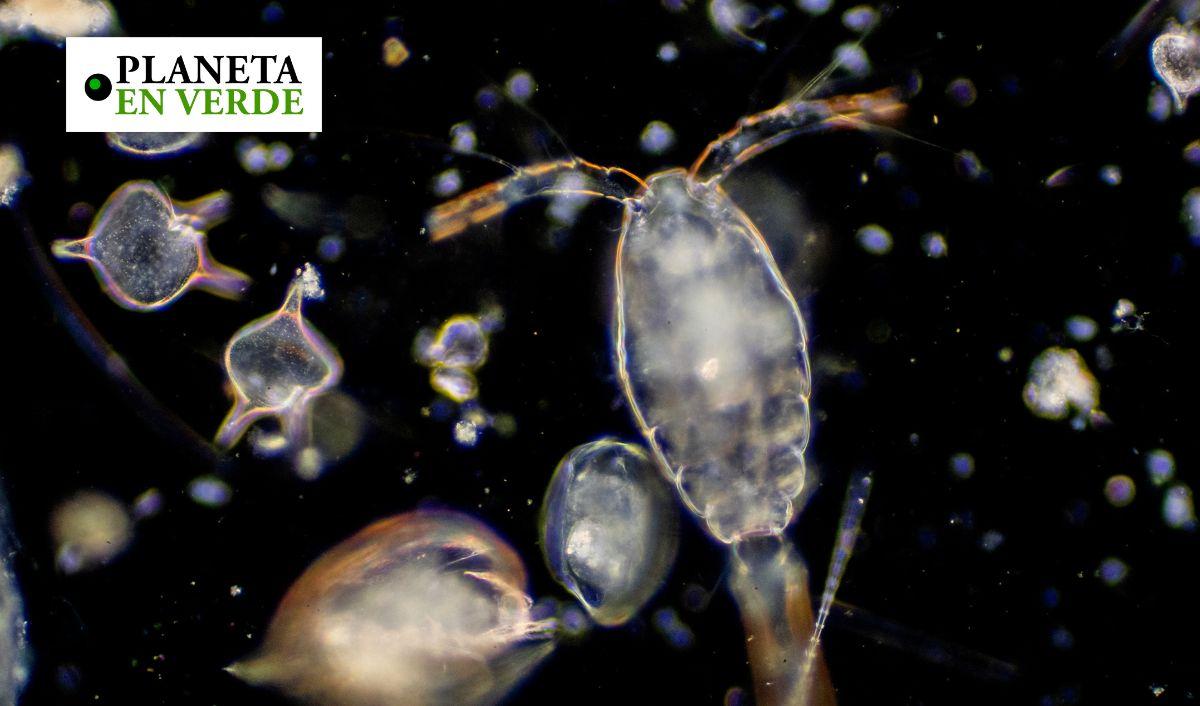 Zooplancton: los diminutos h&eacute;roes que enfr&iacute;an el planeta