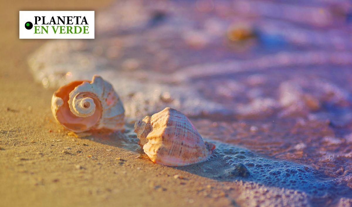 Cient&iacute;ficos advierten: llevarse conchas de la playa da&ntilde;a los ecosistemas costeros