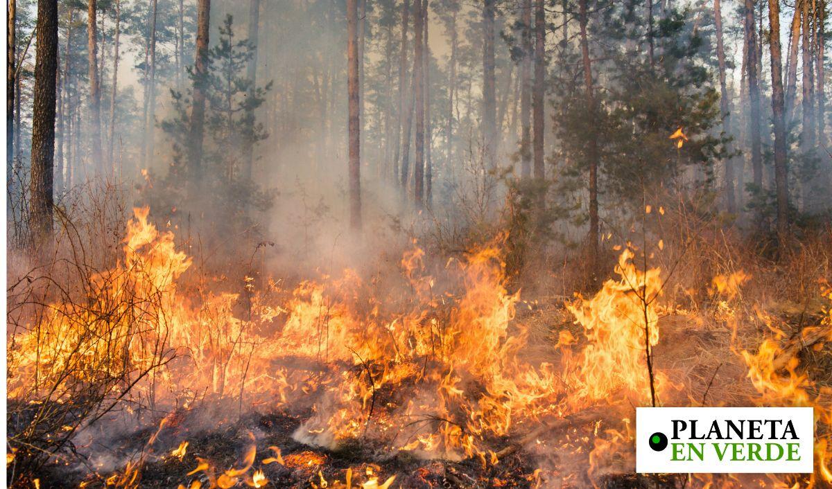 Espa&ntilde;a enfrenta incendios &ldquo;fuera de capacidad de extinci&oacute;n&rdquo; que arrasan m&aacute;s de 340,000 hect&aacute;reas