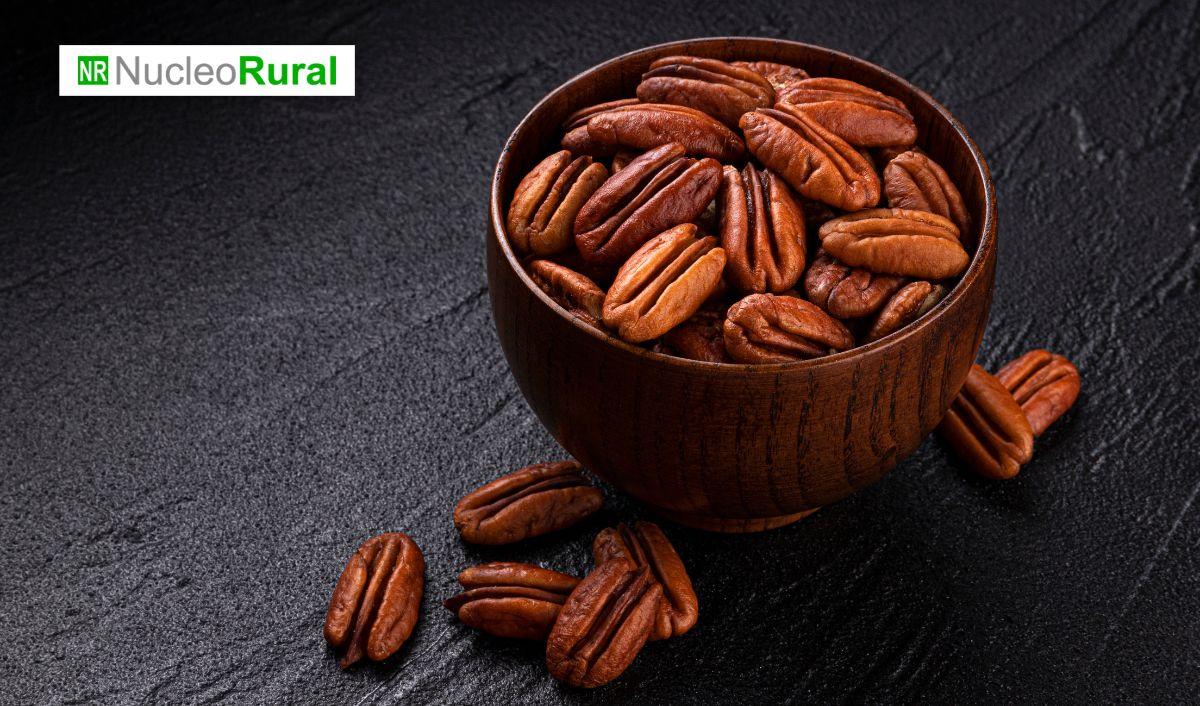 Chihuahua consolida liderazgo nacional en producci&oacute;n de nuez pecana y fortalece econom&iacute;a agroindustrial