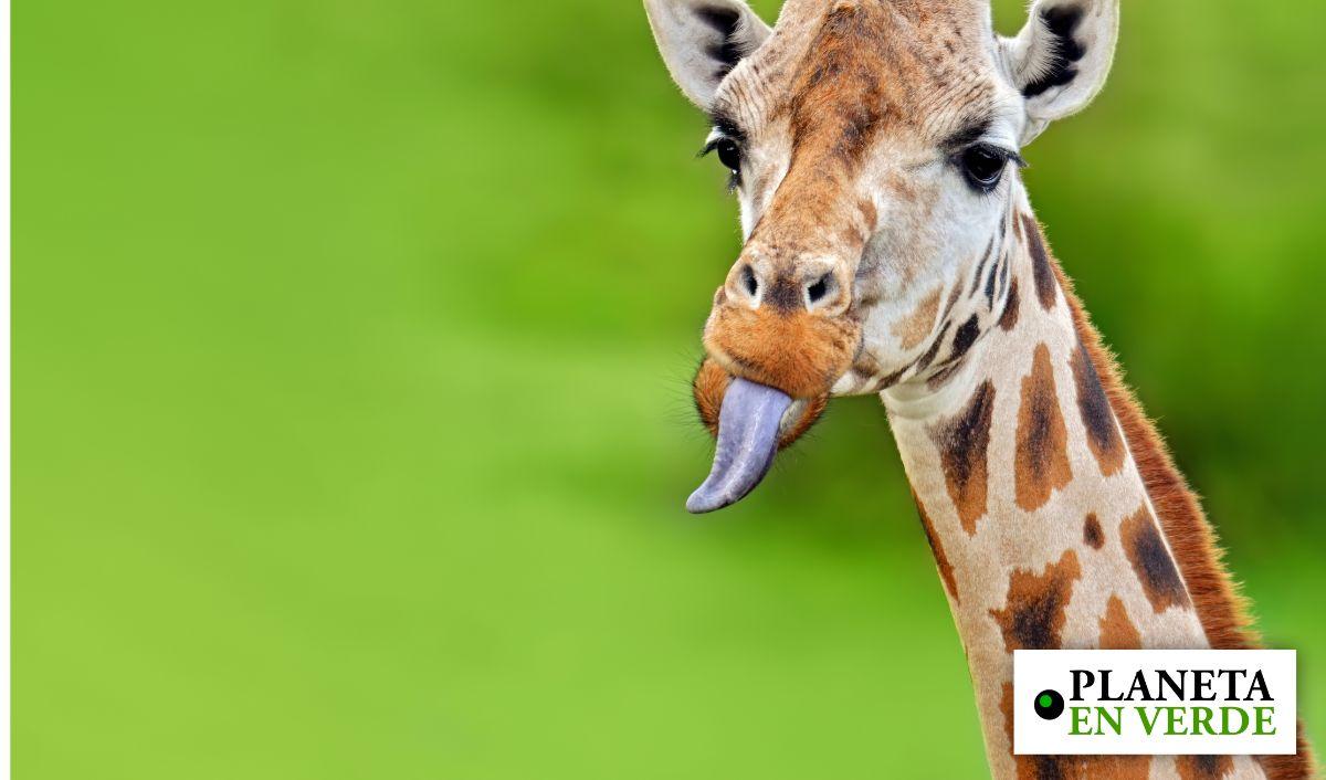 Inteligencia Artificial y big data se unen para salvar a las jirafas en Tanzania