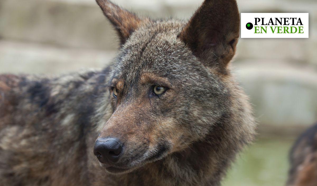El futuro del lobo ib&eacute;rico, en riesgo tras perder su protecci&oacute;n legal