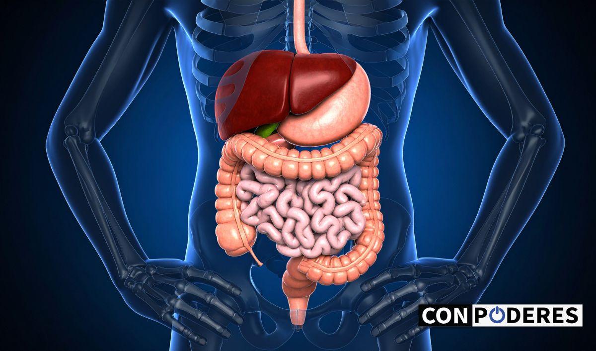 UNAM recrea funciones del h&iacute;gado en un chip para probar f&aacute;rmacos