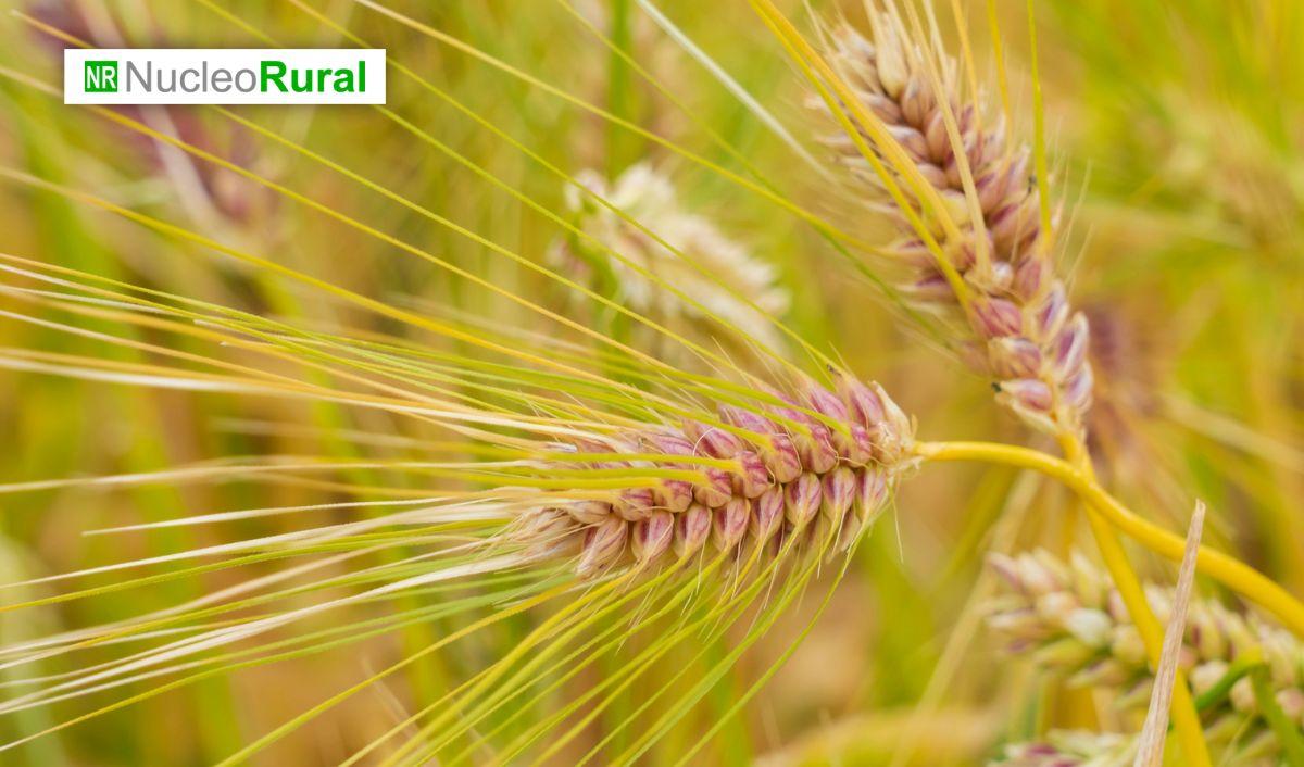 La cebada h&iacute;brida impulsa la rentabilidad agr&iacute;cola