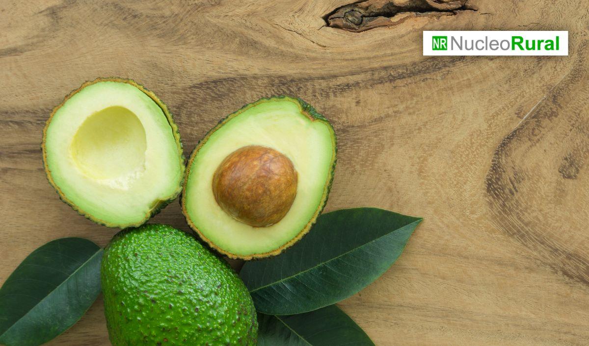 Per&uacute;: productores de Lambayeque comercializan 950 toneladas de palta Hass
