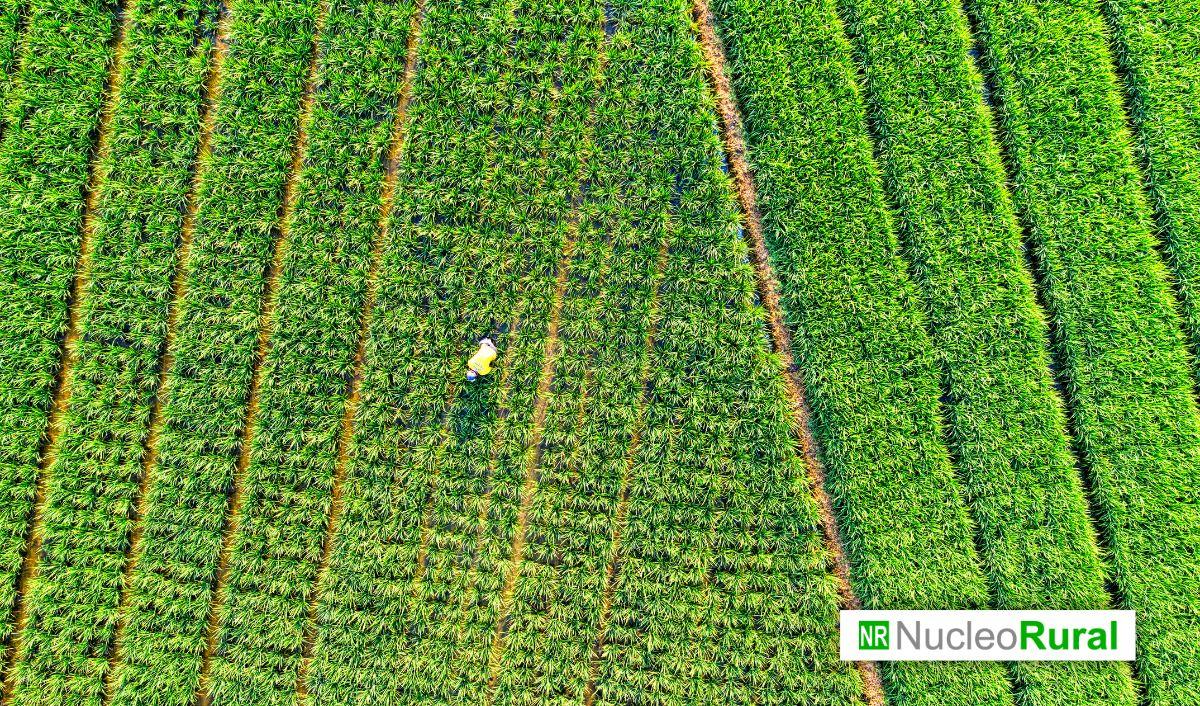 La agricultura regenerativa ya es capaz de producir tanto como la agricultura convencional