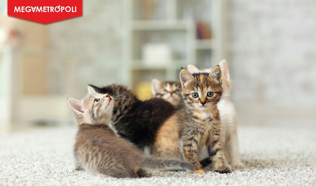 M&eacute;xico: gatos consolidan su protagonismo como compa&ntilde;eros clave del hogar contempor&aacute;neo