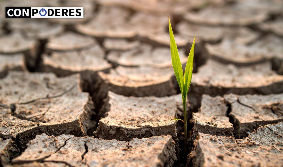 Cient&iacute;ficos descubren que podr&iacute;an combatir la desertificaci&oacute;n con cianobacterias
