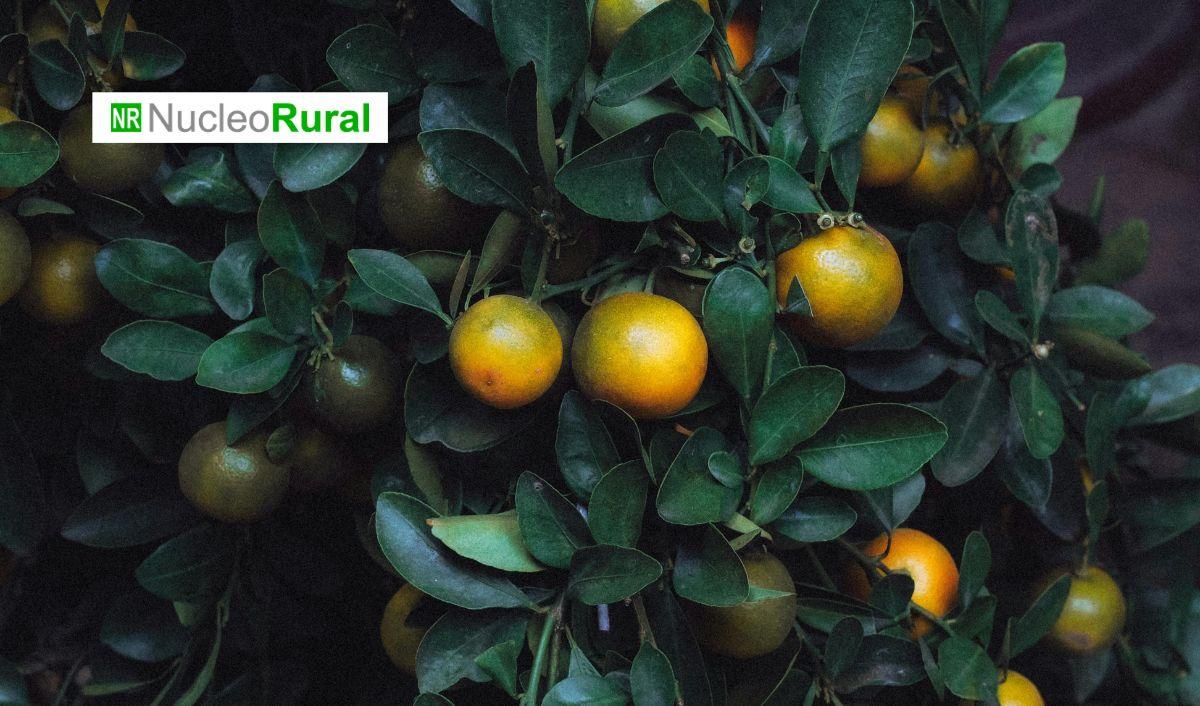 Producci&oacute;n de c&iacute;tricos del hemisferio sur caer&aacute; en 2026 pero exportaciones seguir&aacute;n en alza
