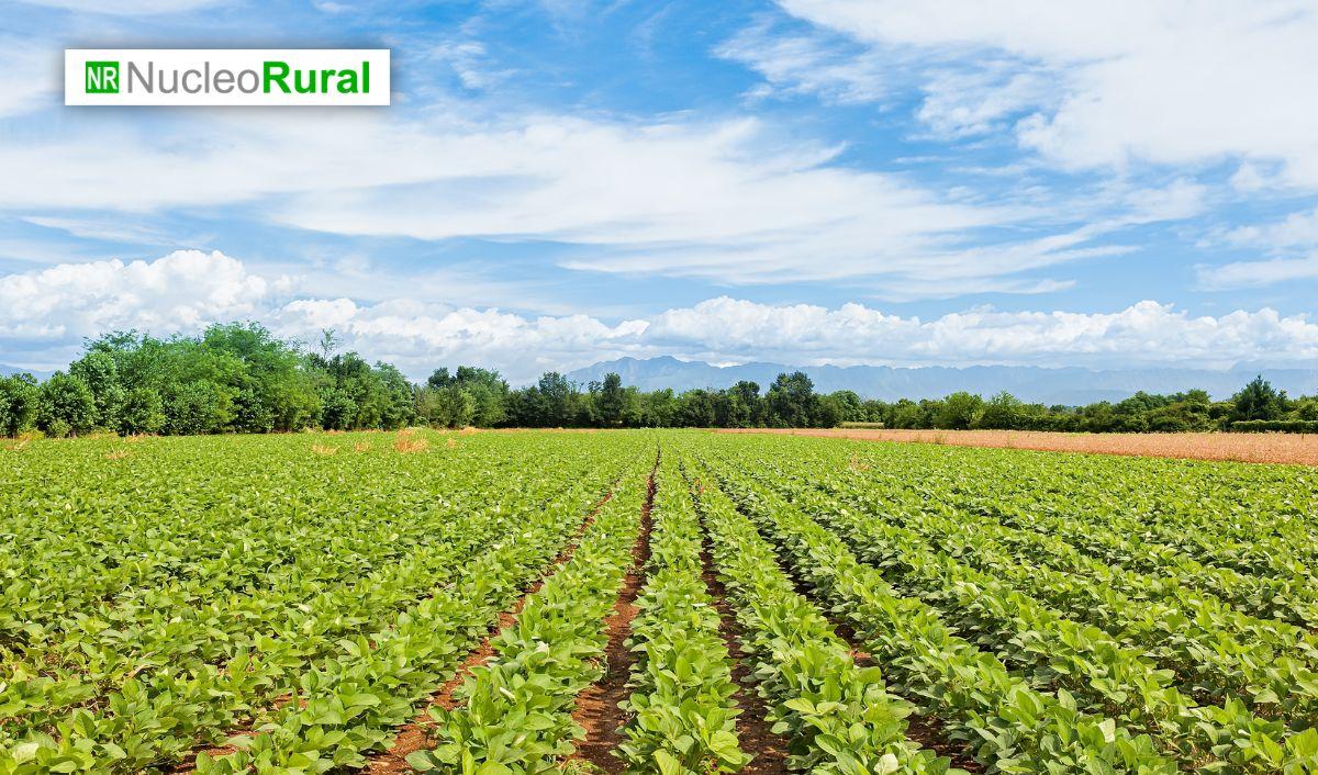 Proyecto europeo impulsa pl&aacute;sticos biodegradables para una agricultura m&aacute;s sostenible