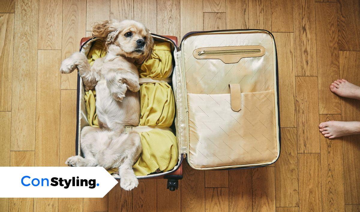 &iquest;Viajar con tu perro o dejarlo en casa? Lo que debes considerar antes de decidir