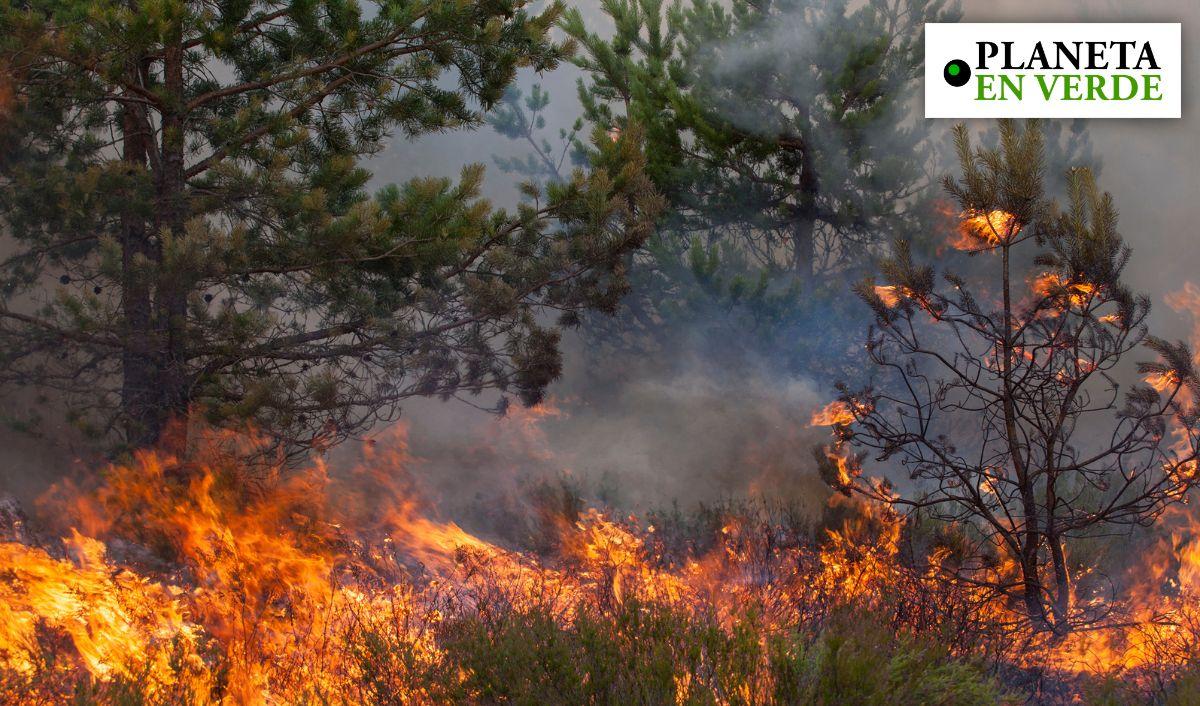 &iquest;Por qu&eacute; los incendios forestales son cada vez m&aacute;s intensos?