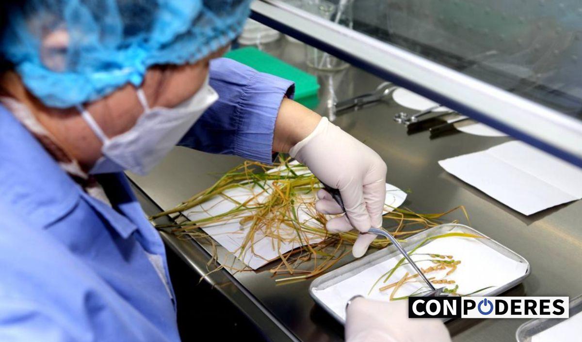 China logra cultivar dos generaciones de arroz en el espacio
