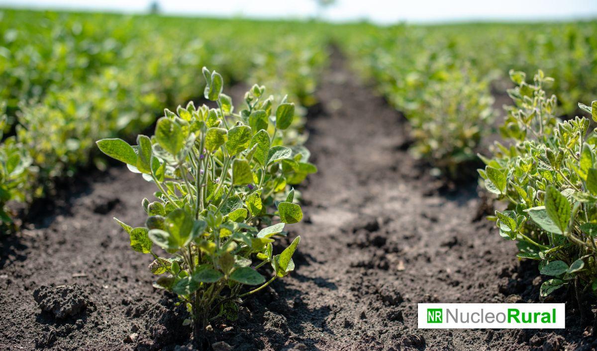 Esta tecnolog&iacute;a argentina busca cambiar la agricultura con cultivos que rebrotan