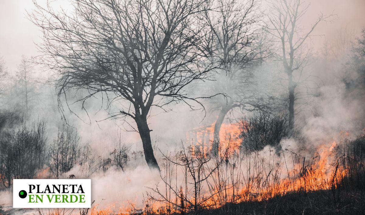 C&oacute;mo recuperar un bosque despu&eacute;s de un incendio