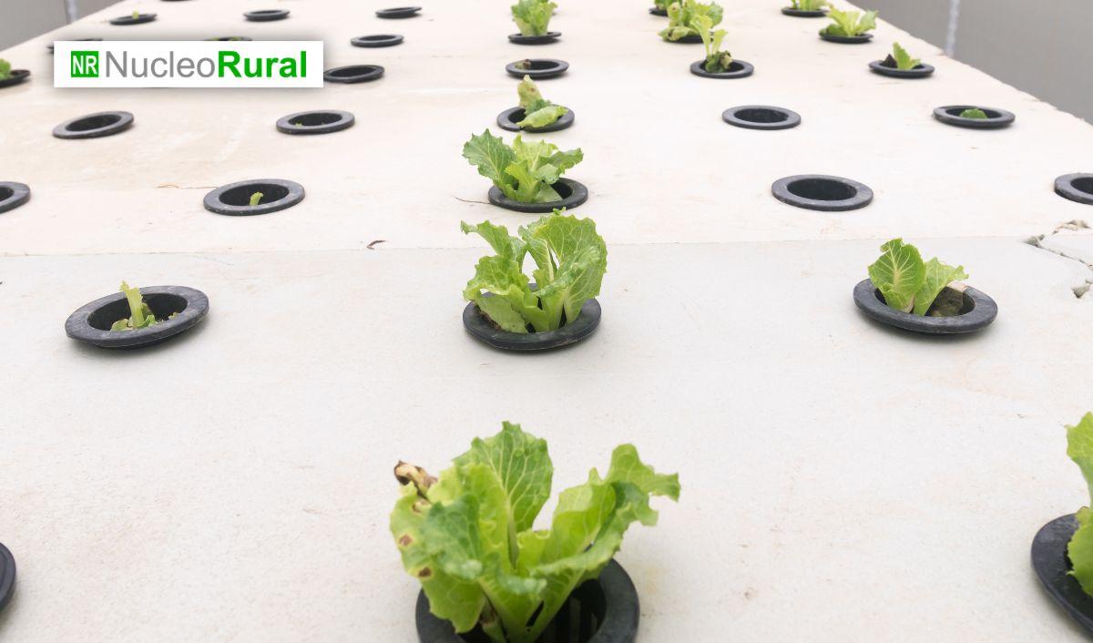 M&eacute;xico desarrolla sistema aerop&oacute;nico solar para cultivar sin conexi&oacute;n a la red