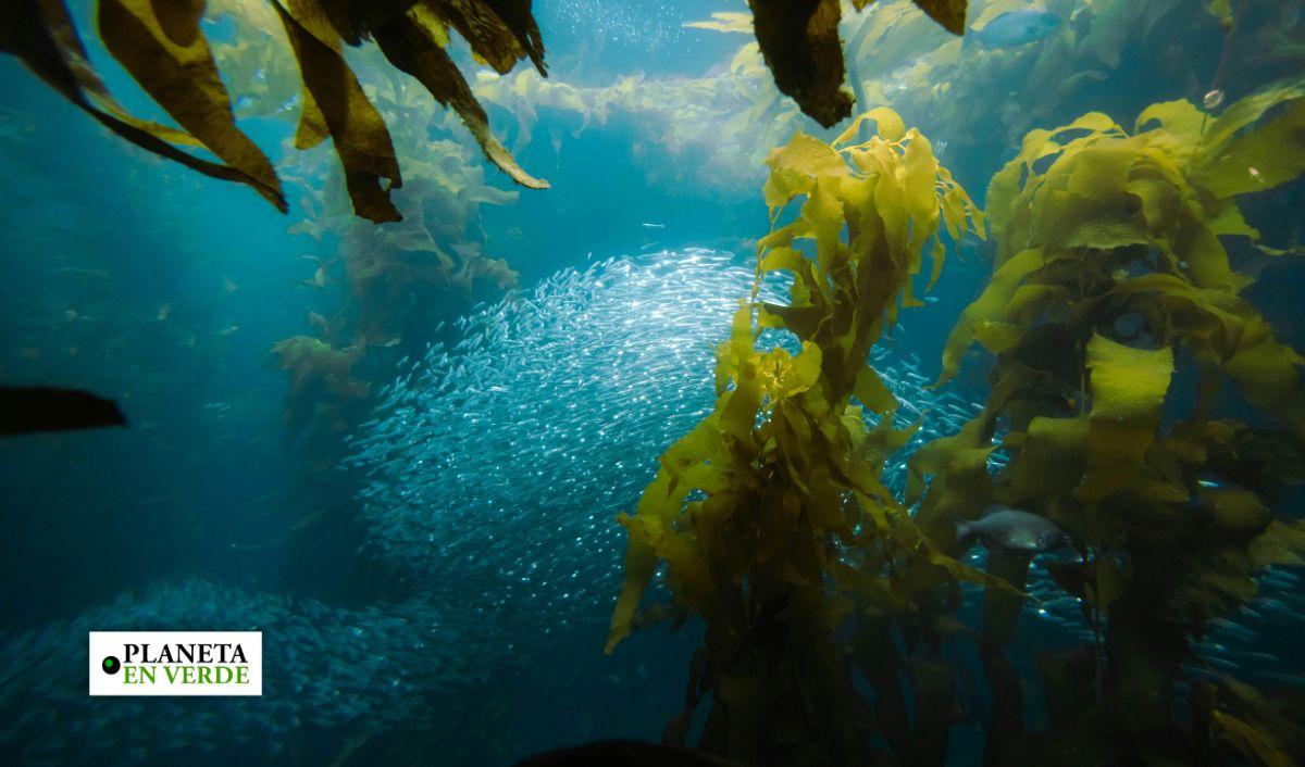 Bioestimulantes de algas marinas: c&oacute;mo pueden ayudar al cambio clim&aacute;tico
