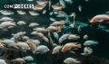 Investigadora del MIT convierte escamas de peces en pl&aacute;stico biodegradable