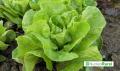 FDA confirma falso positivo por brote de Cyclospora en lechuga mexicana