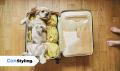&iquest;Viajar con tu perro o dejarlo en casa? Lo que debes considerar antes de decidir