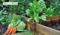 Agricultura urbana: la estrategia que puede fortalecer la seguridad alimentaria