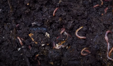 &iquest;C&oacute;mo hacer un lombricultivo?