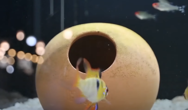 Acuariofilia: &iquest;hobby o negocio?